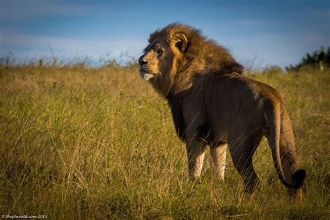 Spectacular South Africa Wildlife Photos Adventure Travel Blog The