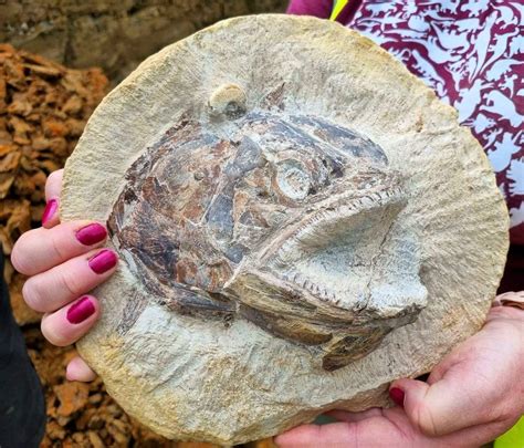 Amazing Prehistoric Fish Fossil Looks Like Its Leaping Out Of The