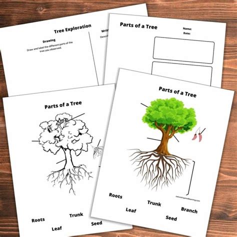 Parts Of A Tree Worksheets For Kids Nature Inspired Learning