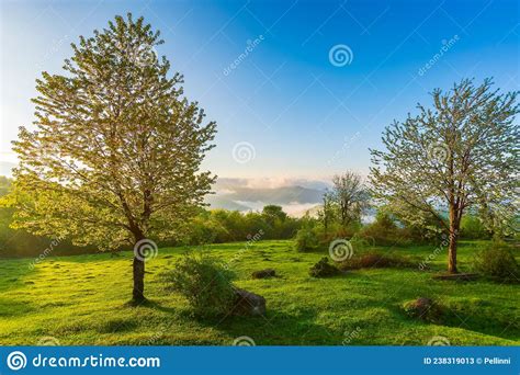 Tree On The Hillside Meadow At Sunrise Stock Image Image Of Beauty