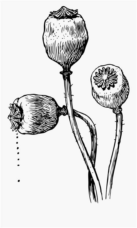 Pin By Toria Cf On Tattoo Opium Poppy Plant Drawing Free