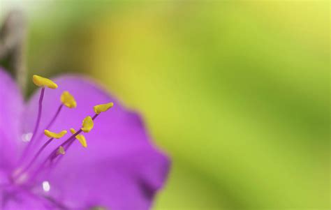 Extreme Close Up Of A Colourful Flower Stamen And Stigma Photograph By