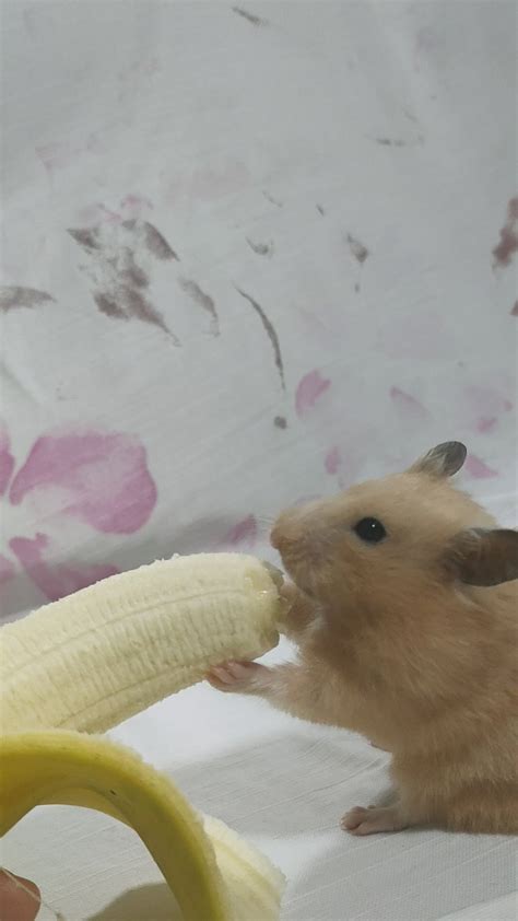 remember when my hamster only ate the peel of the banana today she finally learnt how to