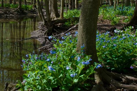 Streamside With Bluebells Messenger Woods Will County Il Flickr