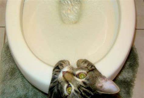 Signs Your Cat Has Urinary Tract Disease Petmd