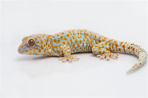 Tokay Gecko Gekko Gecko Geckskin