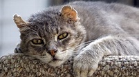 Gatos Senior - Guía completa para cuidar y alimentar a tu gato senior