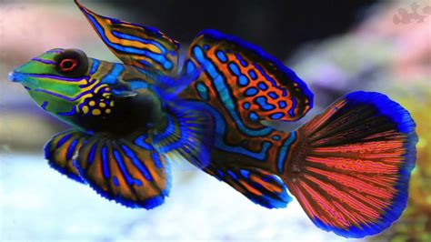 Mandarin Goby Pictures Yahoo Image Search Results Animals Beautiful