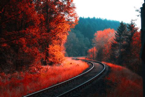 Railway Autumn Forest Hd Nature 4k Wallpapers Images