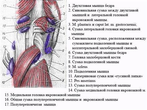 Сумки Коленного Сустава — Buy-artox.ru Картинка - Сумки Коленного Сустава — Buy-artox.ru