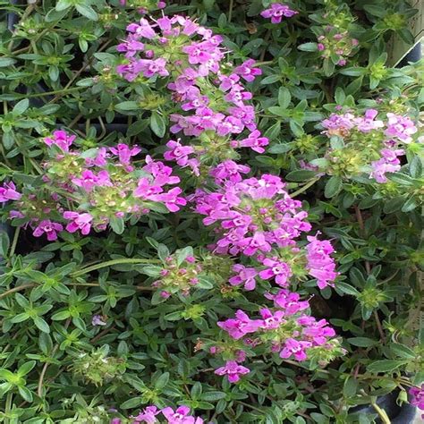 Onlineplantcenter 3 In Coccineus Creeping Red Thyme Plant T1321cl