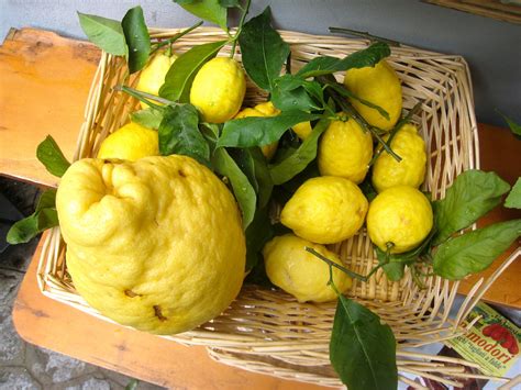Native Garden Textures: Amalfi Lemons