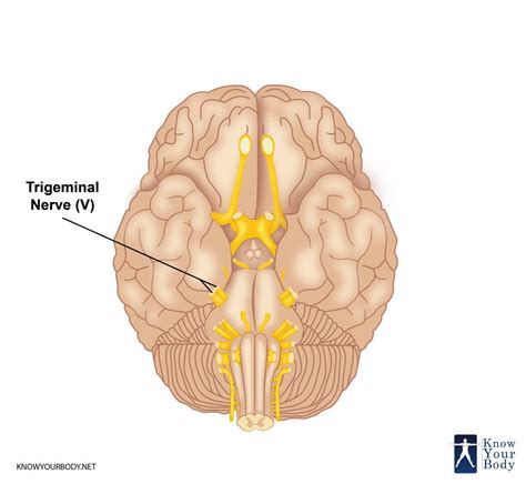 Trigeminal Nerve Function Branches Anatomy And FAQs