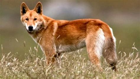 Wild earth was born out of the notion that dog food doesn't need to be packed with meat to provide protein. Dingoes: How dangerous are they? - BBC News