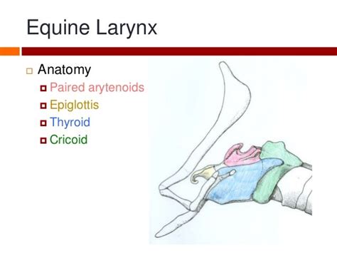 Equine Larynx