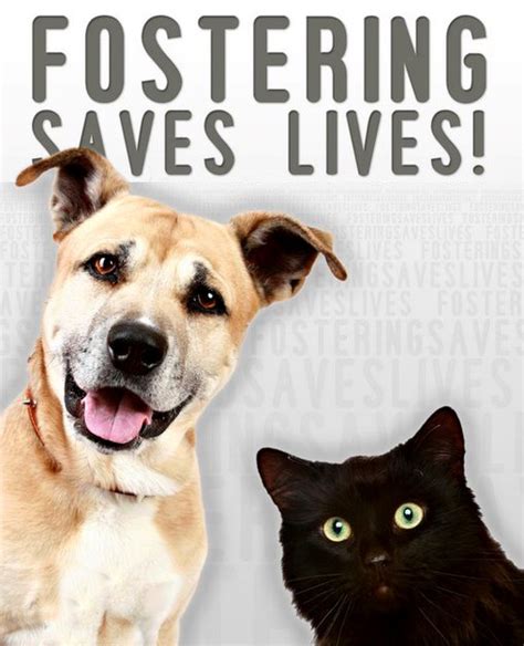 Join millions of people using oodle to find kittens for adoption, cat and kitten listings, and other pets adoption. A Day with a Homeless Dog.: What and Why is Fostering ...