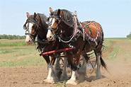 Farm Horse Working