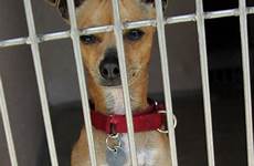 chihuahua shelter chage abrigo gaiola angenommen wartet tierschutz attende animale adottato essere riparo doggies
