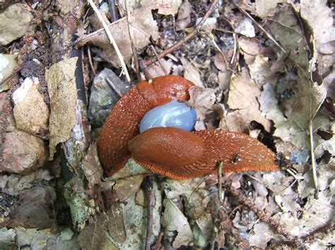 How Do Slugs Reproduce Intriguing Facts Explained