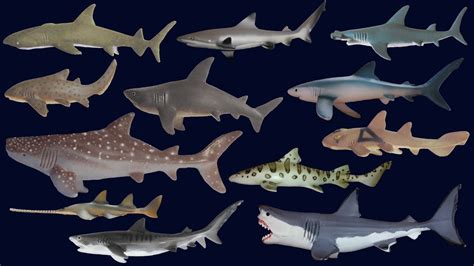 Sharks Animals Series The Kids Picture Show Fun And Educational