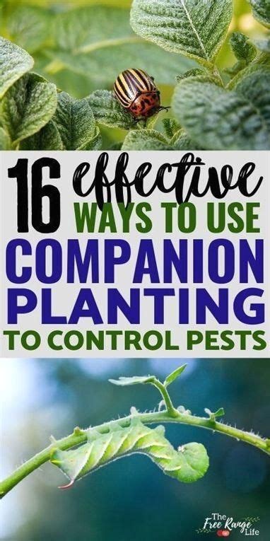 Selecting the best pest control company in your area can be overwhelming, which is why we used our panel of pest experts along with comprehensive research and analysis to choose our top picks. Pin on MyWorld