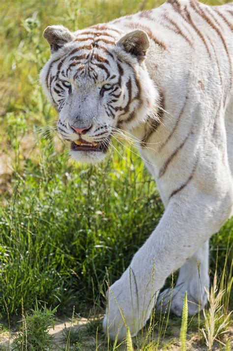 White Tiger Walking In The Grass Ii Flickr Photo Sharing