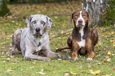 10 Dog Breeds With Blue Eyes