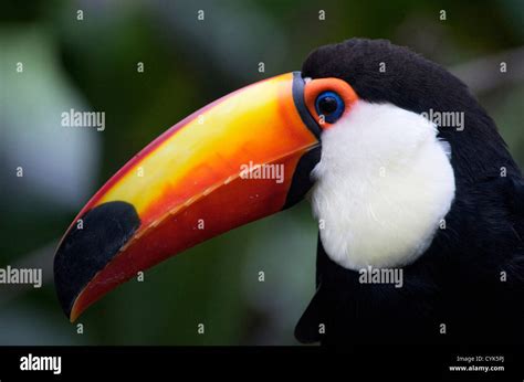 Toco Toucan Ramphastos Toco Brazil The Largest And Best Known