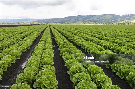 Rows Of Romaine Lettuce Under Cloudy Sky Growing On Farm Stock Photo