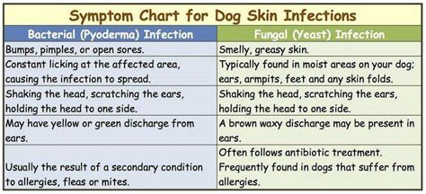 6 Common Dog Skin Conditions And What To Do About The