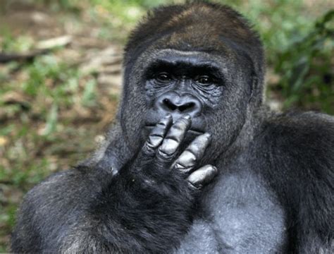 Thinking Gorilla I Wonder What Hes Thinking Of 🤔 Gorillasoverreddit