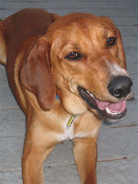 Redbone Coonhound Information Dog Breeds At Thepetowners