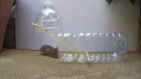Diy Rat Trap Humane 5 Clever Ways To Make A Simple No Kill Trap For