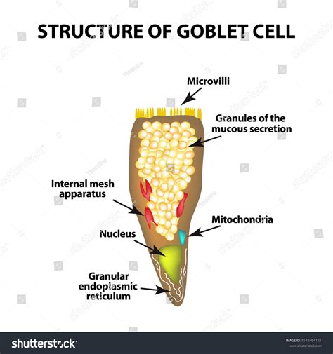 Structure Goblet Cells Intestine Infographics Illustration のイラスト素材