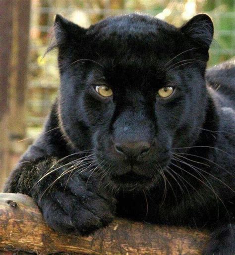 Black Panther Cats And Kittens Beautiful Cats Rare Animals