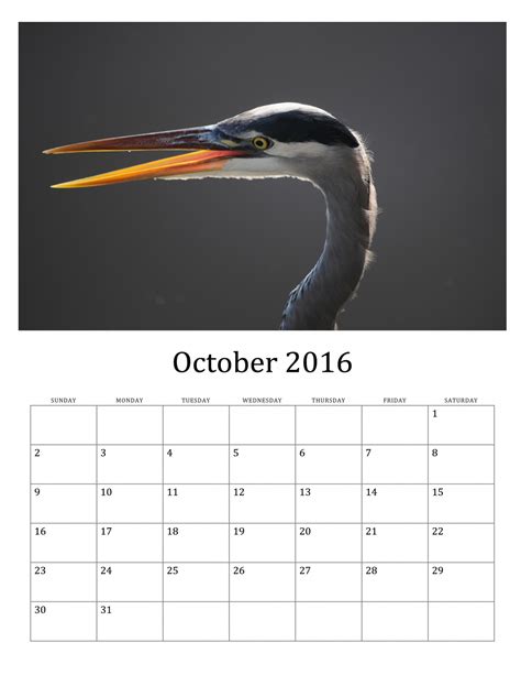 October 2016 Calendar Of Wild Birds Free Stock Photo Public Domain