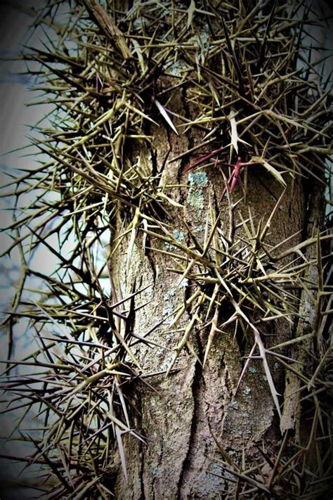 Are Locust Tree Thorns Poisonous Reveal The Truth