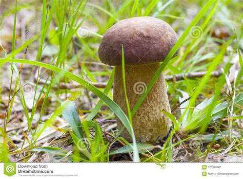 White Mushroom Growing In Grass Stock Image Image Of Harvested Food