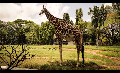 The Giraffe By Kameshss On Deviantart
