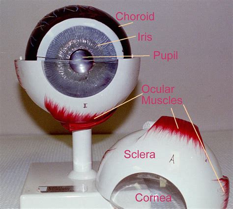 Eye Model Labeled Anatomy Calorie