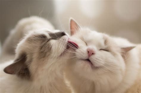 Cute Kittens And Puppies Together Kissing Cute Kittens