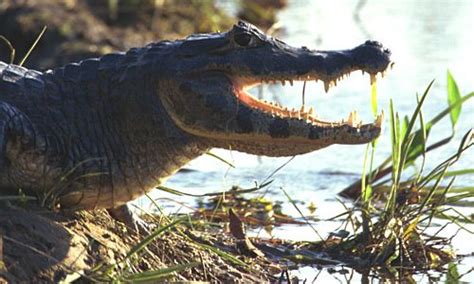 Black Caiman Animal Facts Diet And Habitat Information Caiman