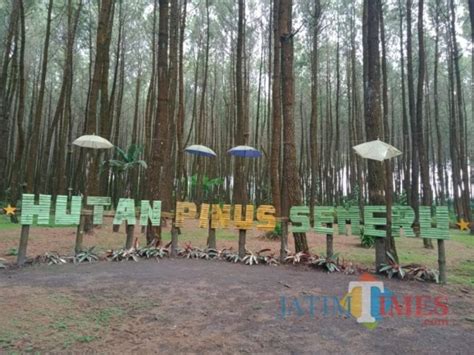 Hilangkan Penat Datang Saja Ke Destinasi Wisata Hutan Pinus Semeru