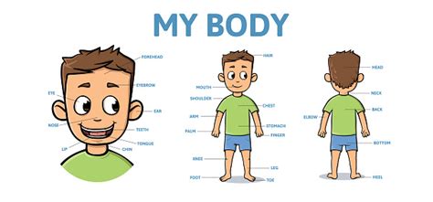 Vocabulary For Parts Of Male Body Cartoon Boy Body With Description