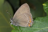 European Lepidoptera and their ecology: Satyrium ilicis