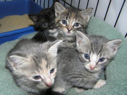 The humane society of charlotte is dedicated to building a learn about the many animals we have in our care and how you can bring them home to be part of. Liberty Humane Society seeks foster homes for kittens as ...