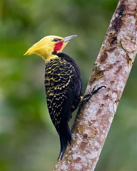 Brazilian Atlantic Forests Full Of Amazingly Colorful And Exotic Bird