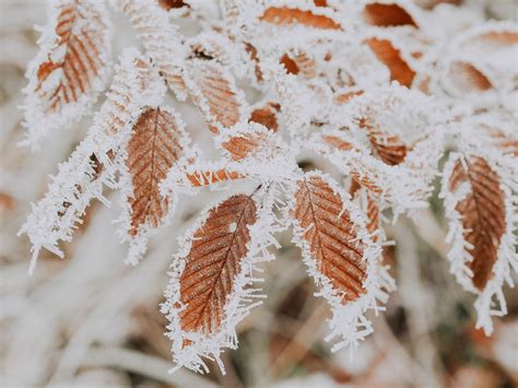 Frost What Is Frost How Frost Is Formed Types Of Frost Which