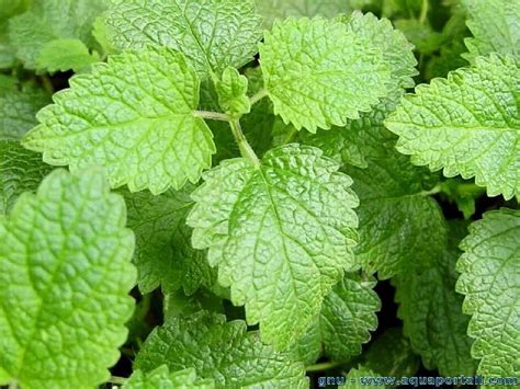 Mentha Citrata Oil For Medicine Feature Anti Inflammatory At Rs