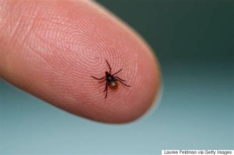 Lyme Disease How Great A Threat Is It To Public Health Huffpost Uk Life